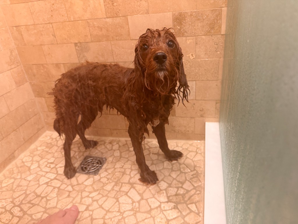 A soaking wet Milo standing in a tiled shower looking betrayed