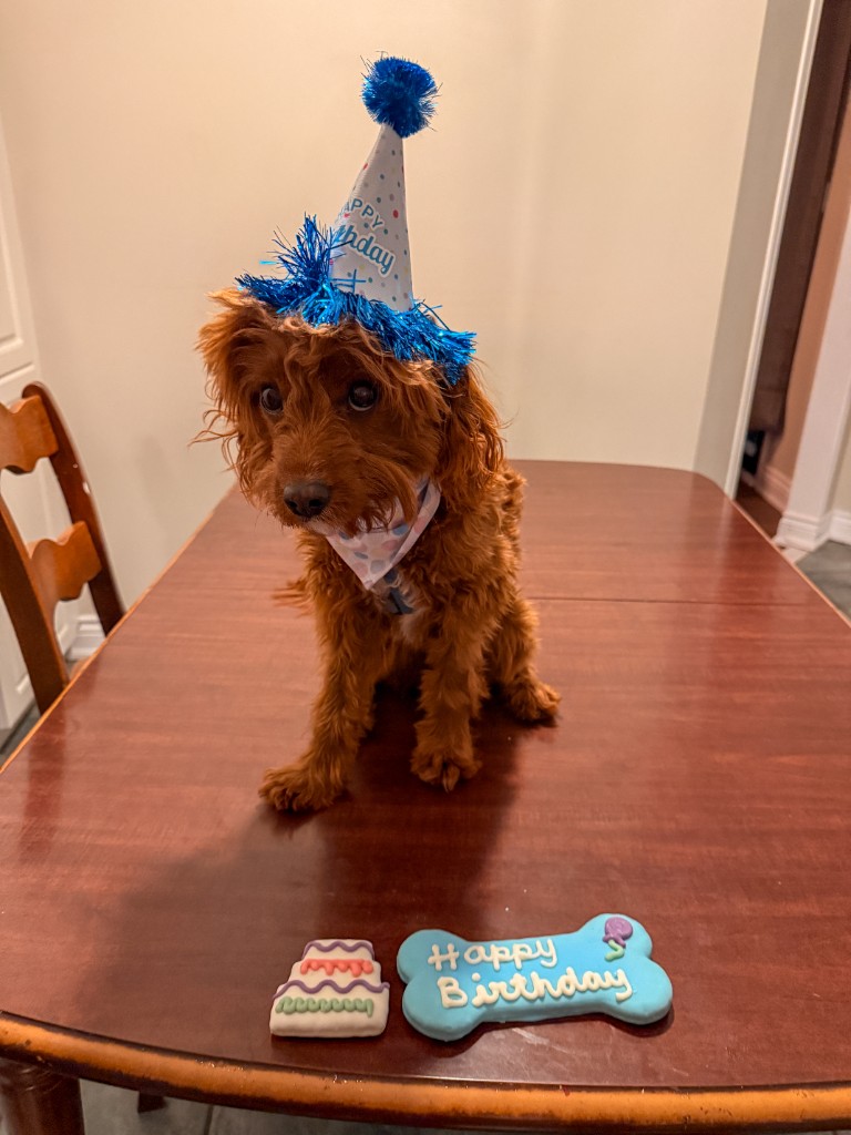 Milo wearing a birthday hat at a table with two decorated cookies