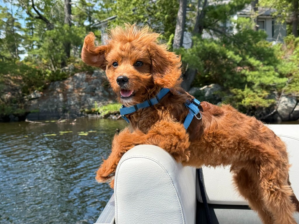 Milo on a boat on a lake with one ear flipped up over his head