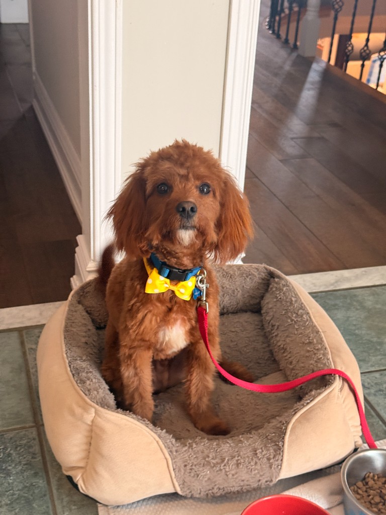 Milo in a dog bed wearing a yellow polka dot bow tie and red leash