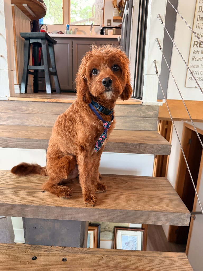 Milo sitting on wooden cottage stairs wearing a floral necktie