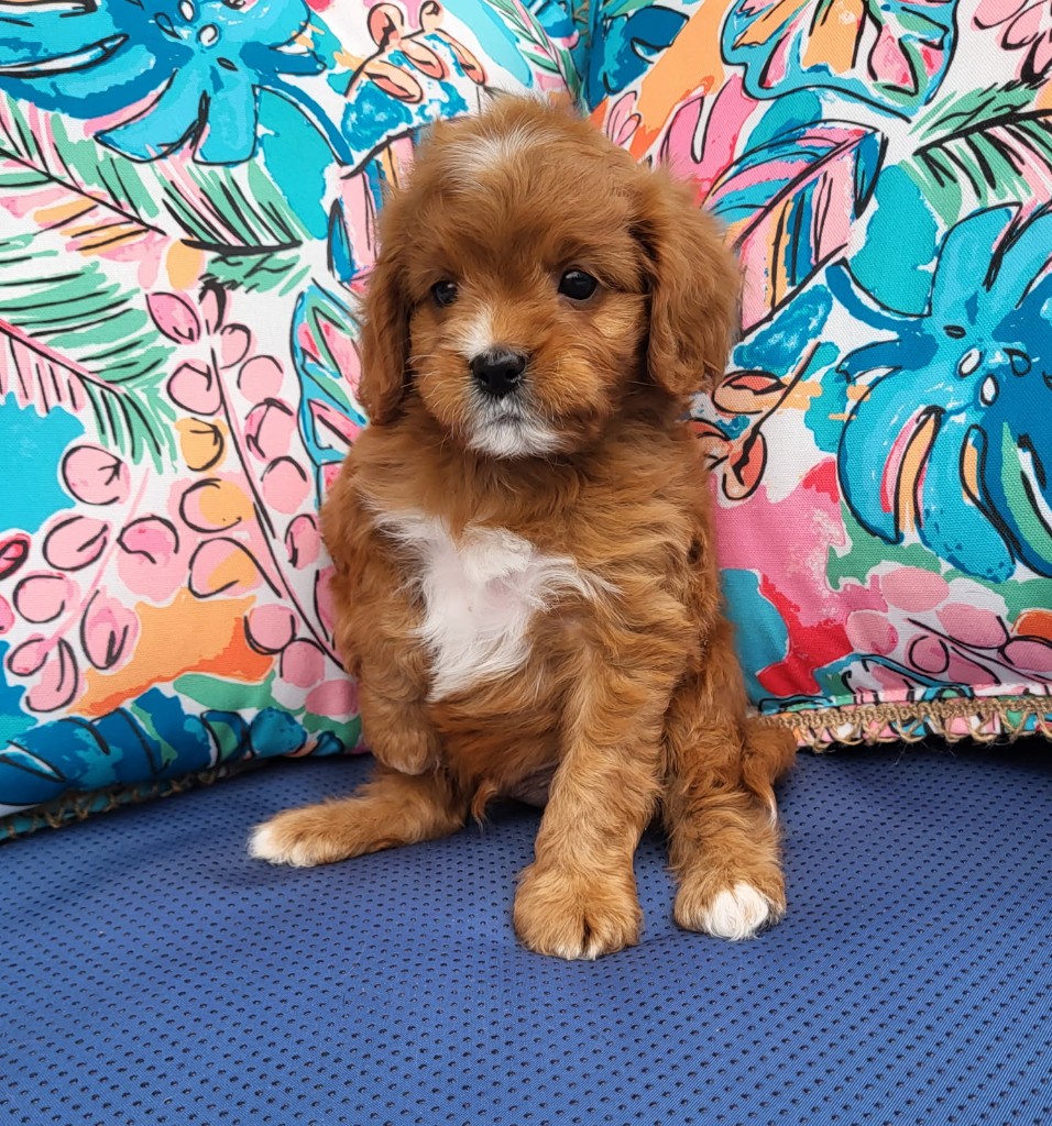 Milo as a tiny puppy sitting on a bright tropical cushion