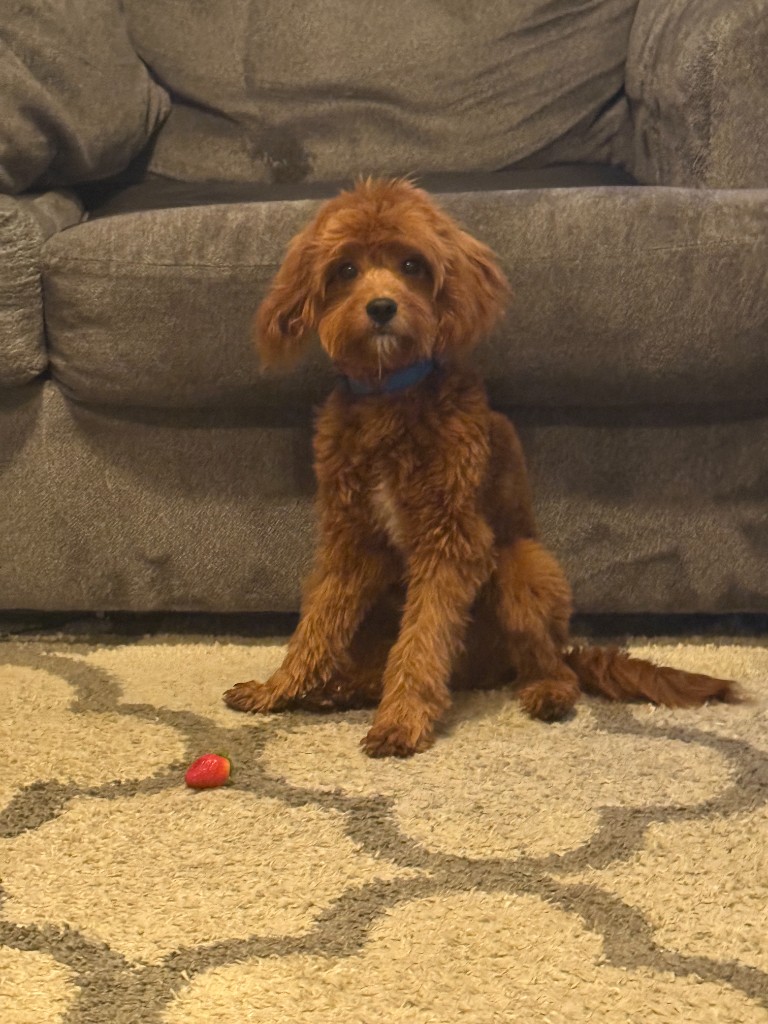 Milo sitting on a rug with a small red strawberry toy on the floor in front of him